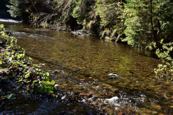 Pstruhový potok na Čiernom Váhu 