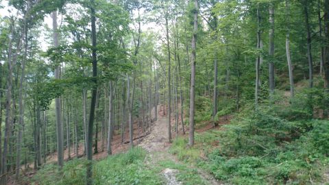 Ilustračné foto: archív Lesmedium.sk