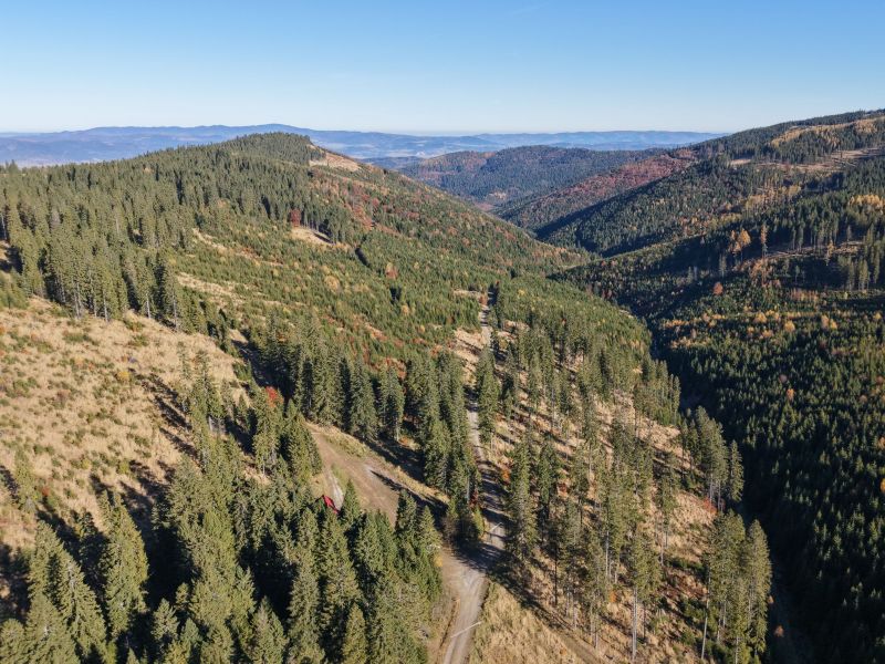 Obnoven&eacute; požiarisko na Čiernej Hore v Levočsk&yacute;ch vrchoch