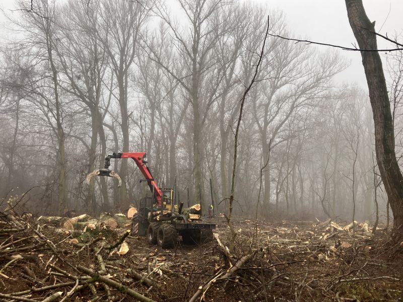 Výrub v CHVÚ Kráľová 