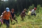 Ťažká práca pri vyžínaní buriny okolo sadeníc v Urbári Veličná na Orave