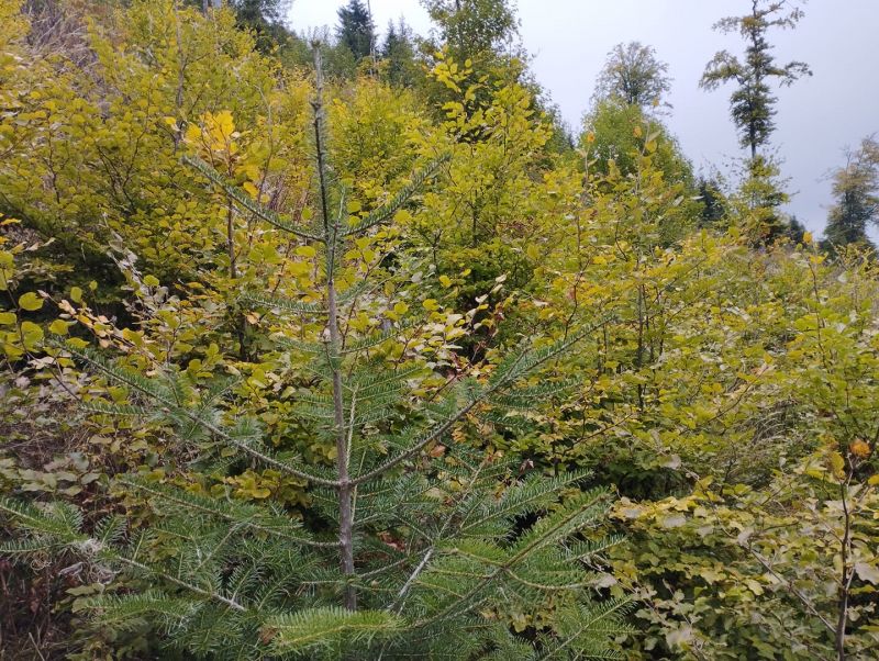 Lesníkmi obnovené kalamitné plochy v NAPANT-e 