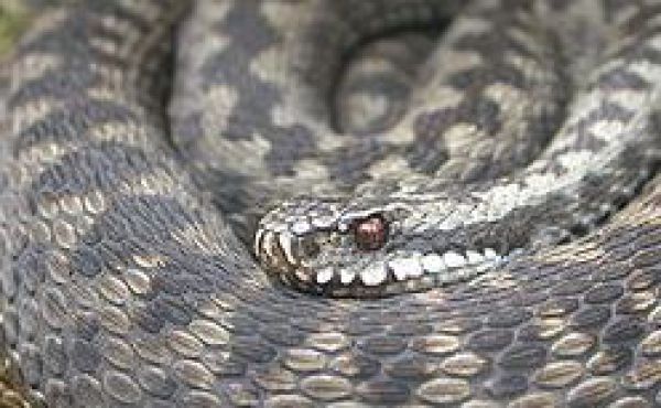 Vretenica severn&aacute;