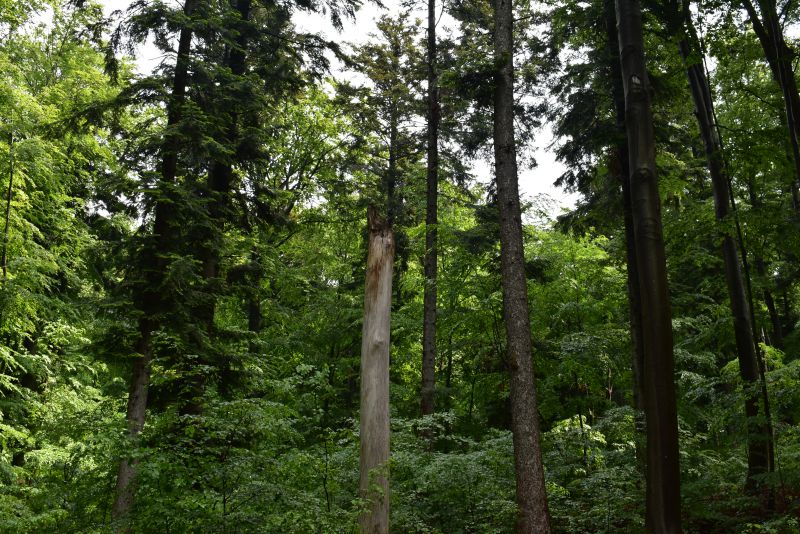 Bútľavý suchár ponechaný pre dutinových hniezdičov Petrom Šiškom na Lesnej správe Črmel