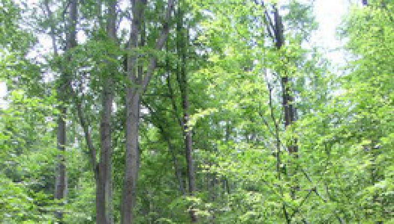 Lesná škola ponúkne aj miniarborétum