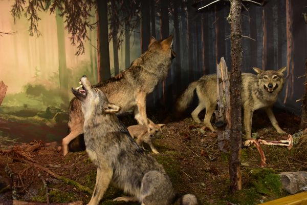 Ilustračné foto: Jozef Marko 