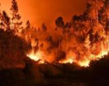Portugalci obnovujú zhorené lesy