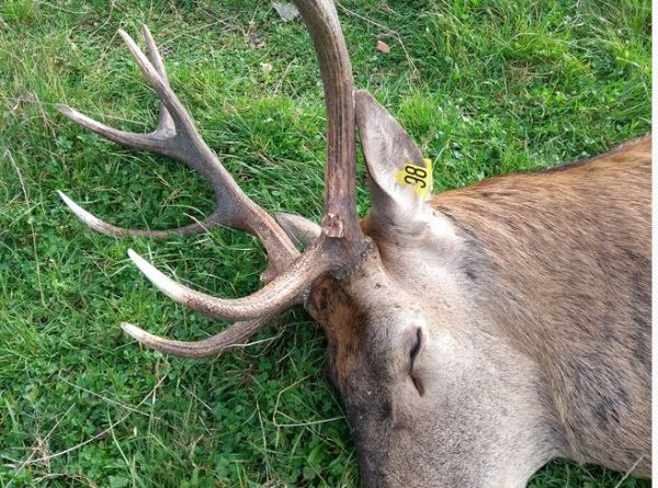 Viktor skončil za plotom