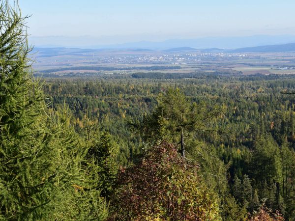Rozsiahle plochy obnoven&yacute;ch a vychov&aacute;van&yacute;ch kalamitn&yacute;ch pl&ocirc;ch v tatr&aacute;ch 