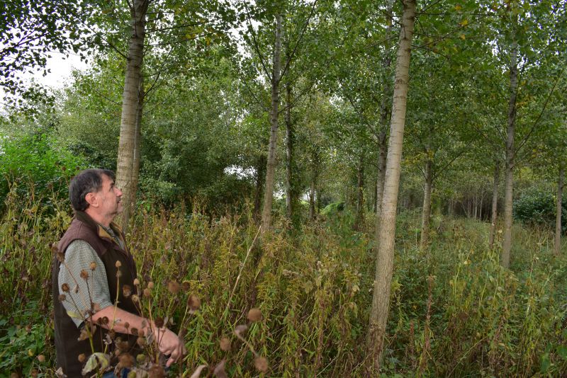 Ing. Jozef Staško v topoline v Pavlovciach nad Uhom 