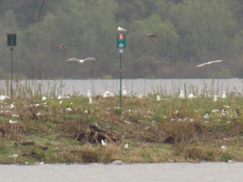 Programy pre vtáčie územia