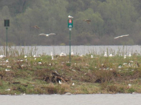Programy pre vtáčie územia