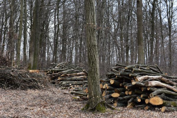 Ilustračn&eacute; foto Jozef Marko