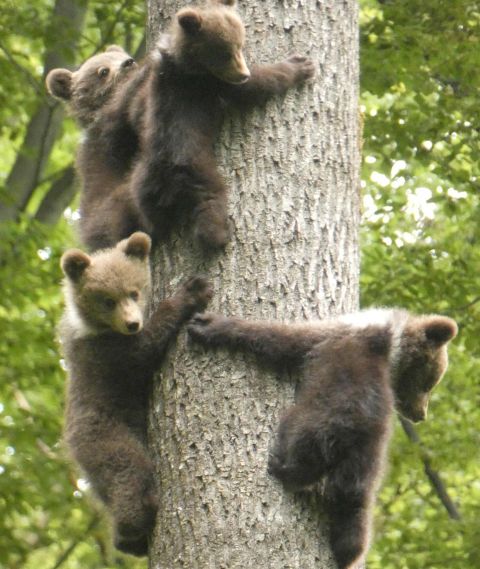 Medvieďatá vo voľnej prírode 
