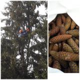 Zber smrekov&yacute;ch &scaron;i&scaron;iek