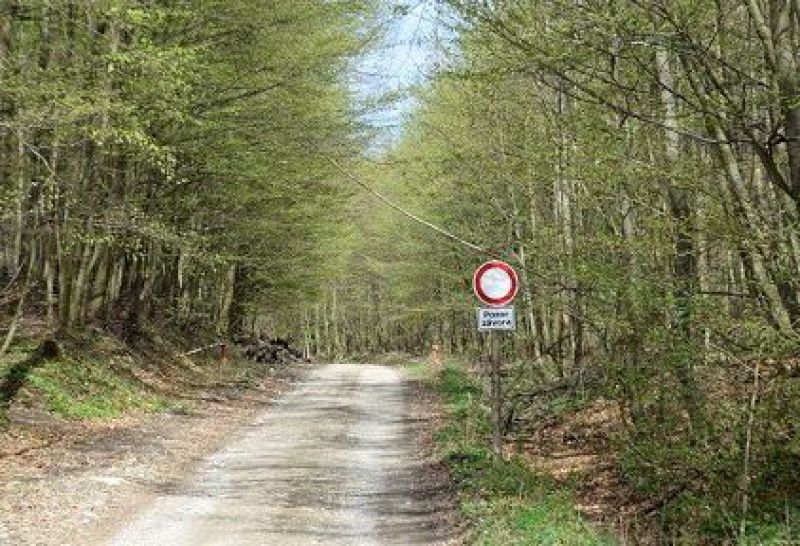 Policajná akcia na lesných cestách