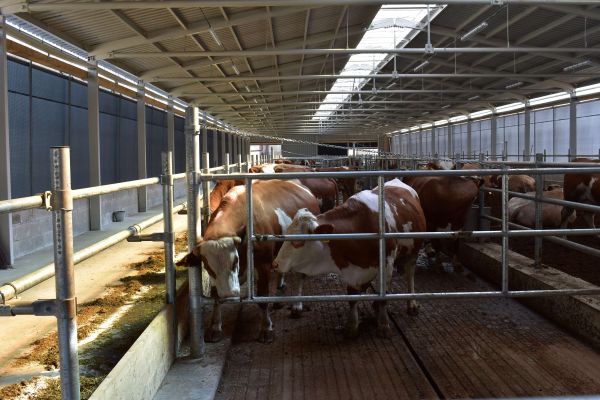 Chov dojníc v Uliči 