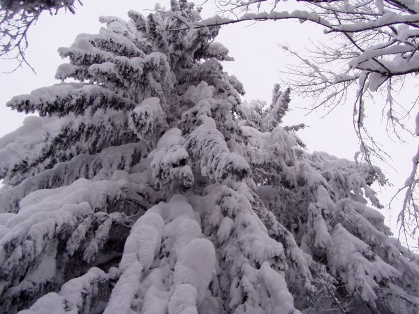 Ilustračn&eacute; foto: arch&iacute;v Lesmedium