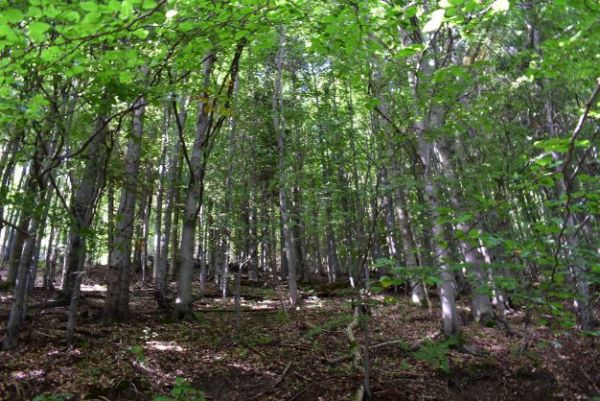 Ilustračn&eacute; foto Jozef Marko