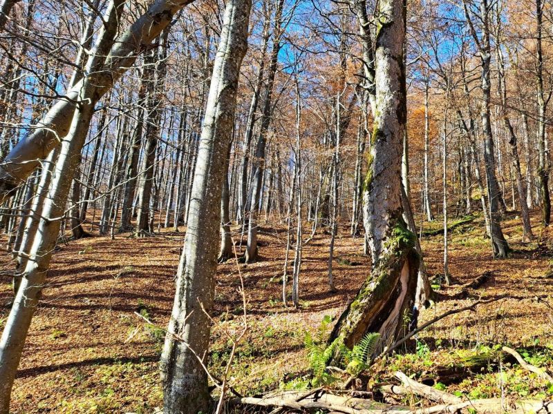 N&aacute;rodn&yacute; park Poloniny 