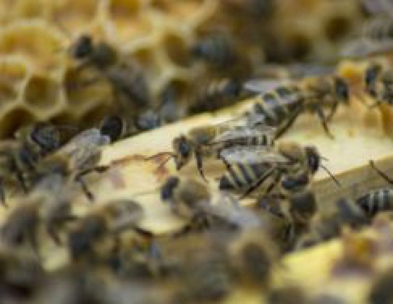 Lesníci sprístupnili včelí chodník