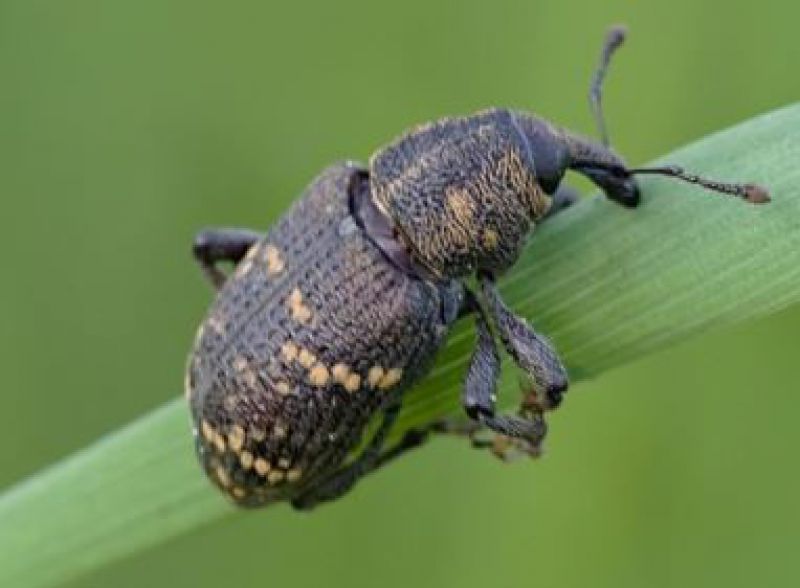 Jedeniný chrobák zabije niekoľko stromov