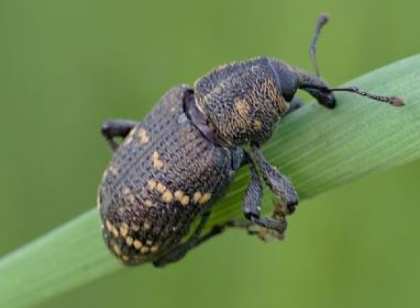 Jedenin&yacute; chrob&aacute;k zabije niekoľko stromov