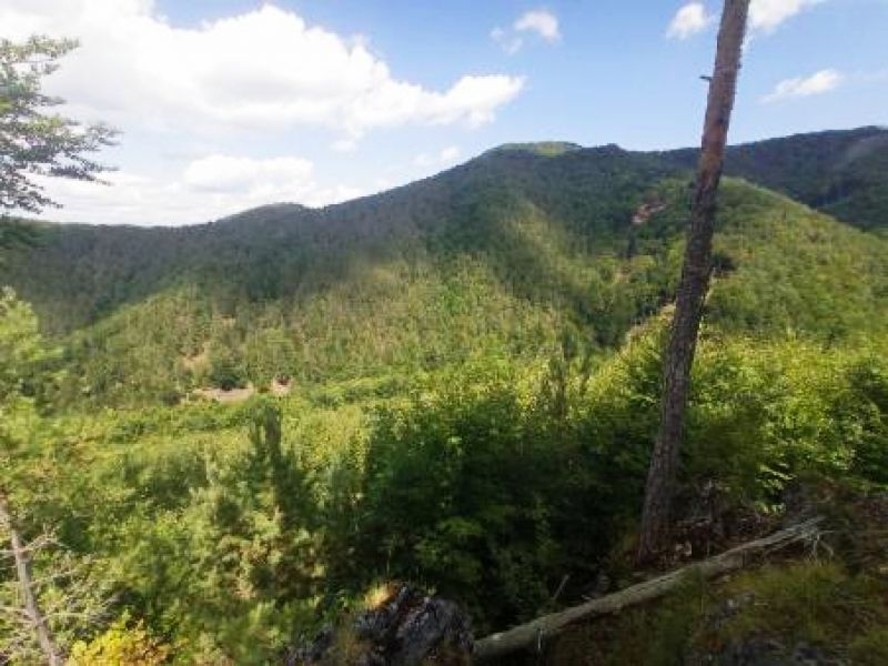 Ilustračné foto z miesta útoku medveďa: ŠOP SR 