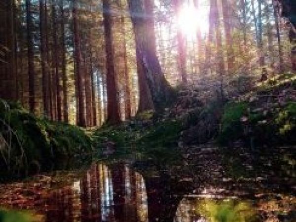 Ilustračn&eacute; foto: internetov&aacute; str&aacute;nka Lesy ČR 