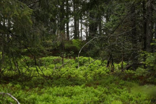 Uk&aacute;žka prirodzen&eacute;ho biotopu hluch&aacute;ňa h&ocirc;rneho 
