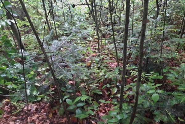 Ilustračné foto: Internetová stránka VÚLHM 