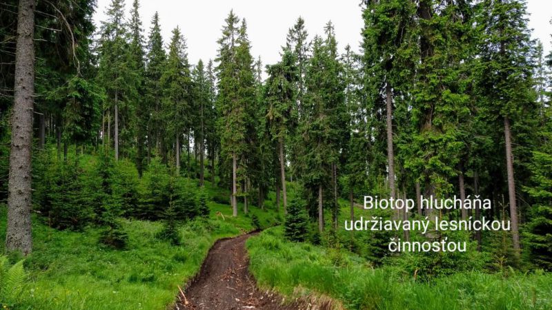 Ilustračné foto od lesníkov z Muránskej planiny 