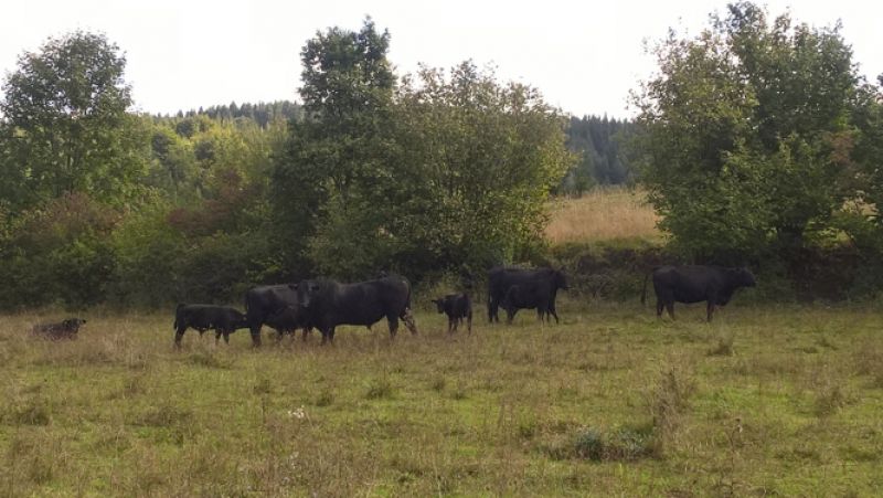 Ukážka agrolesníckych postupov 