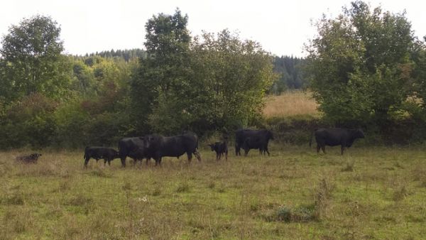 Uk&aacute;žka agrolesn&iacute;ckych postupov 
