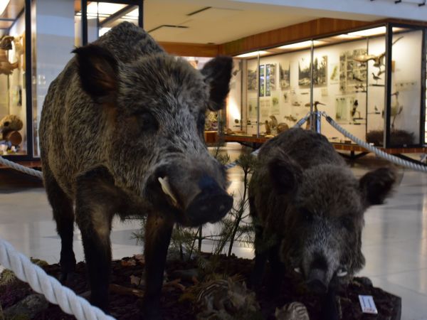 Ilustračné foto: Jozef Marko 