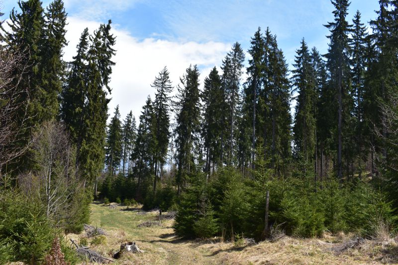 Smreku sa na Muránskej planine stále darí
