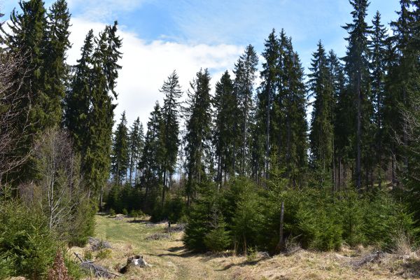Smreku sa na Mur&aacute;nskej planine st&aacute;le dar&iacute;
