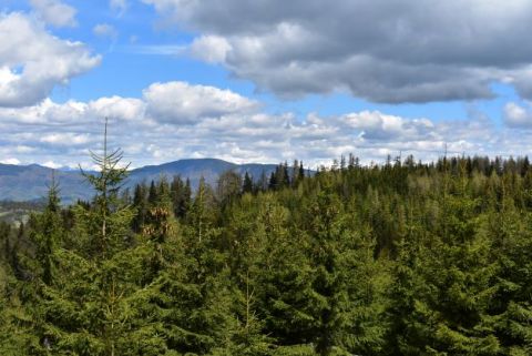 Krásne lesné porasty v Národnom parku Muránska planina, lesníkmi obhospodarované trvalo udržateľným spôsobom