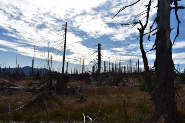 V&yacute;sledok bezz&aacute;sahov&eacute;ho režimu v N&aacute;rodnom parku &Scaron;umava