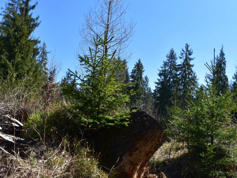 Ilustračné foto: Jozef Marko 