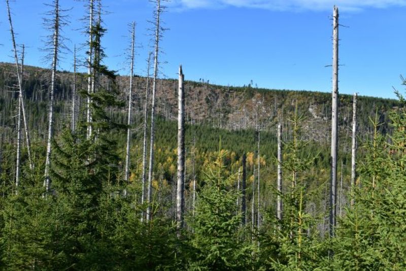 Národný park Šumava