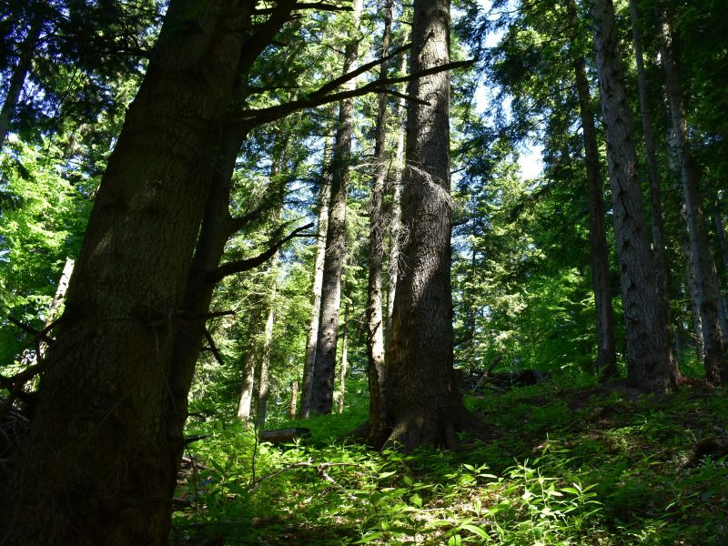 Európska komisia investuje vyše 103 miliónov eur do projektov v siedmich krajinách vrátane Slovenska: NatAdaptSK zahŕňa riešenia blízke prírode pre vodu, poľnohospodárstvo, lesy a biodiverzitu