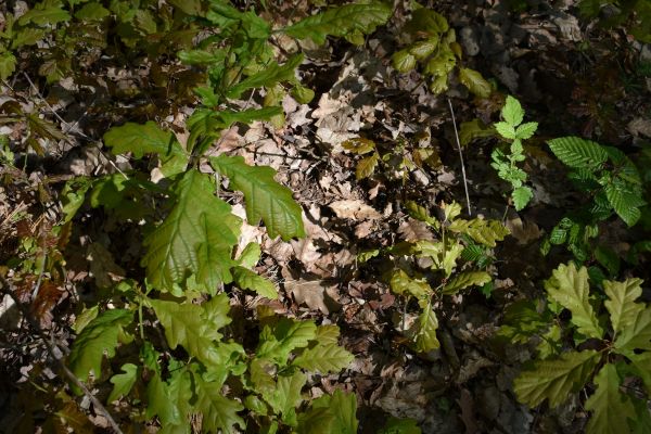 Ilustračné foto: Jozef Marko 