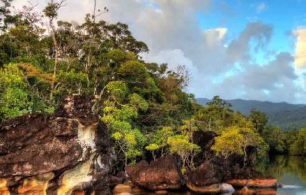 Pre zafíry ničia lesy?