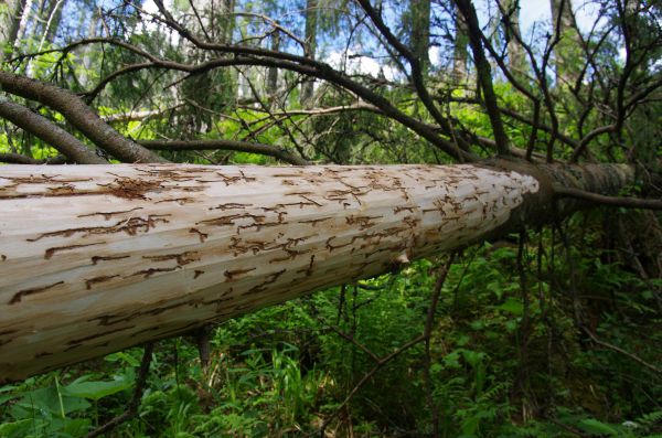 Uk&aacute;žka rozsahu napadnutia smreka podk&ocirc;rnym hmyzom 