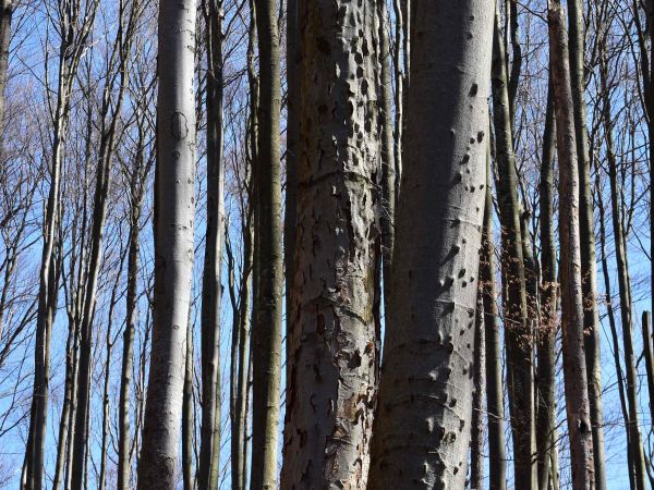 Stromy napadnuté lykožrútom bukovým 