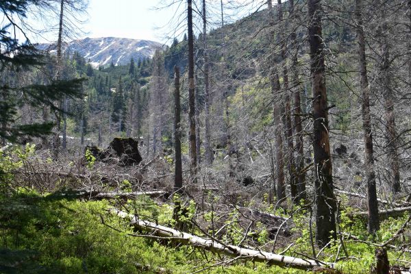 Množstvo stojaceho a ležiaceho mŕtveho dreva v bezzásahovom režime 