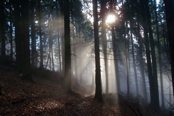 Ilustračn&eacute; foto: arch&iacute;v Lesmedium.sk 