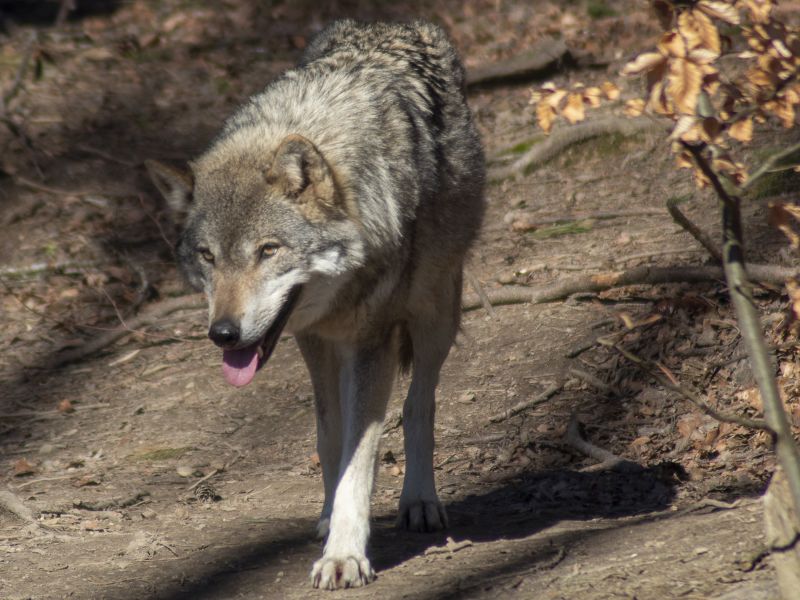 Ilustračn&eacute; foto: Pixabay.com 