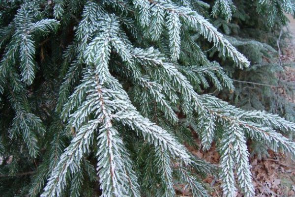 Ilustračn&eacute; foto: arch&iacute;v Lesmedium.sk